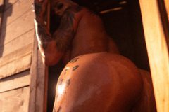 PHOTO-21