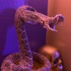 The Petrified Rattle Snake