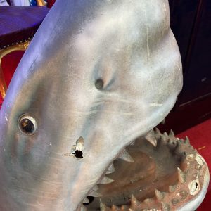 The Shark Head